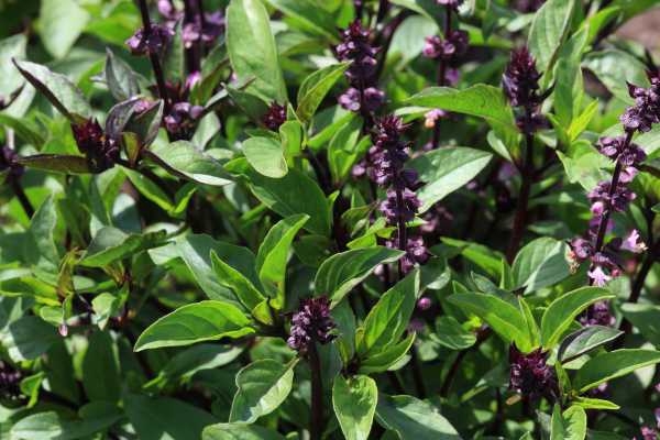  - Essential Oils